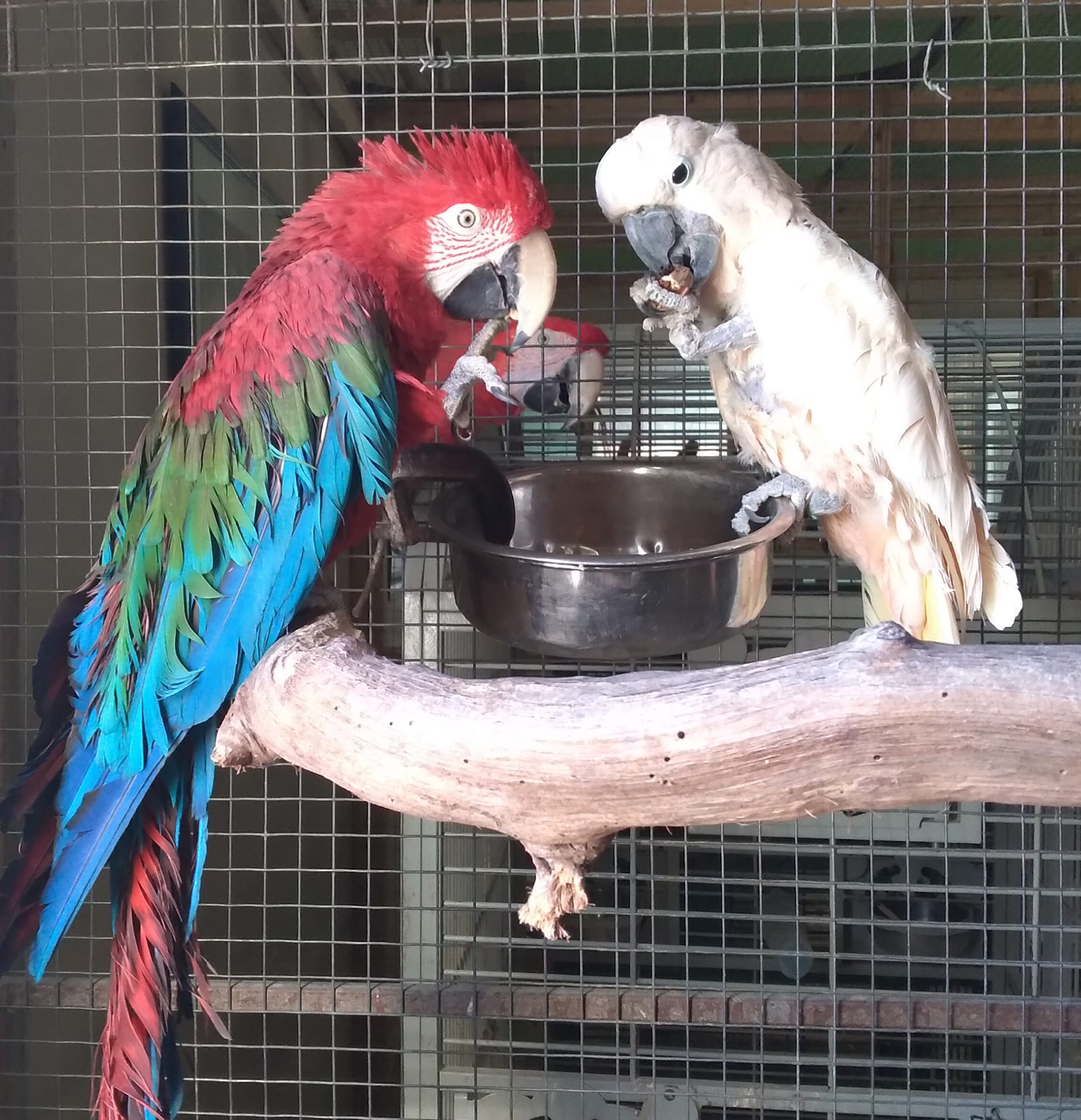 Parrots enjoing food